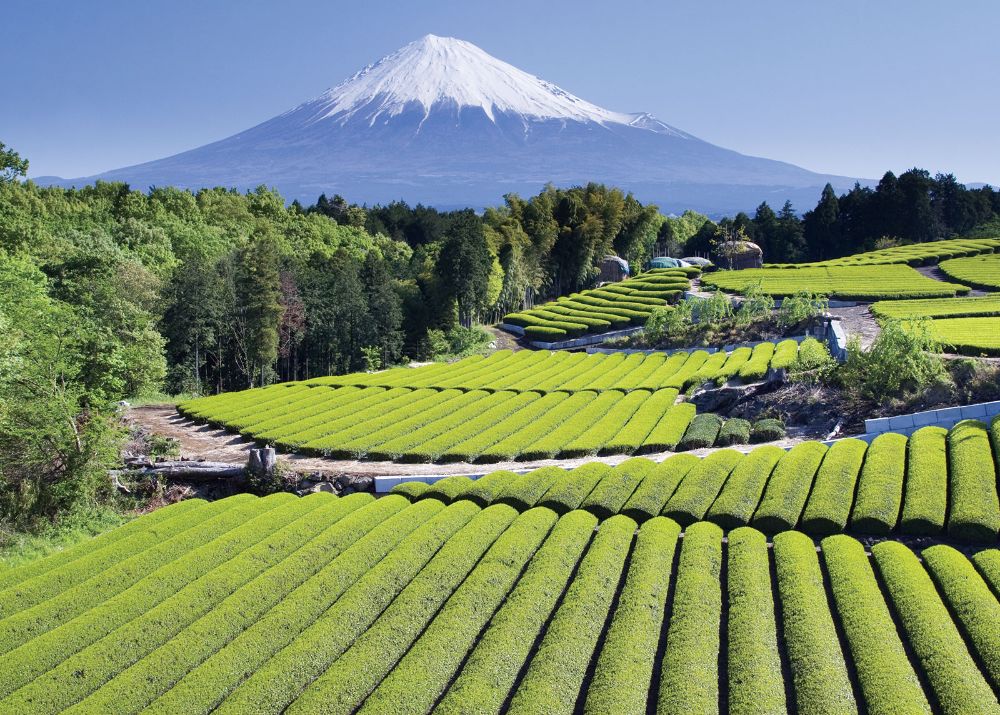 Plantation de thé matcha traditionnel au pied du Mont Fuji - Origine des capsules de matcha
